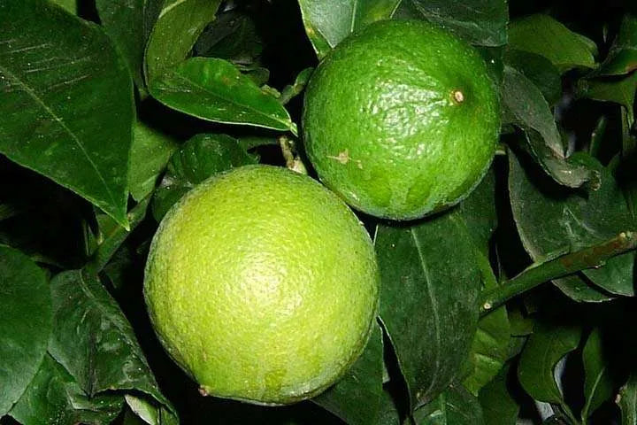 Il Bergamotto di Calabria, un agrume pregiato con un aroma inconfondibile